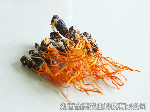 蛹體蛹蟲草幹品
